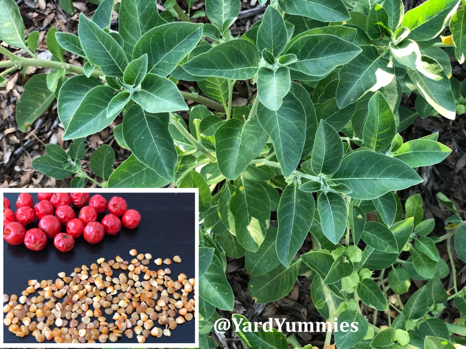 Ashwagandha SEEDS – 50 Seeds- Withania Somnifera, Indian Ginseng Ayurvedic Herb
