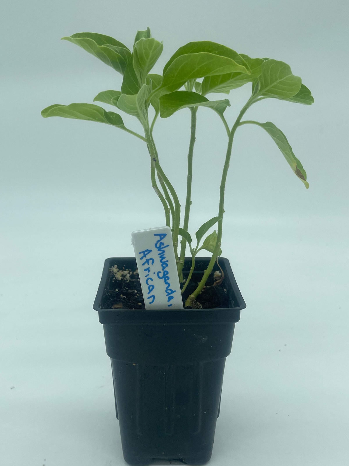 African Ashwagandha Starter Plant – Withania Somnifera