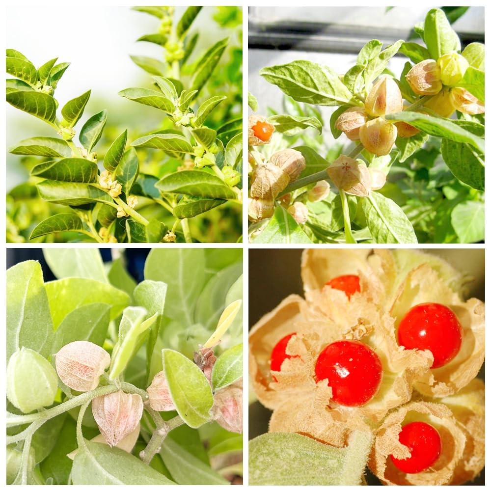 100+ Seed Ashwagandha Seeds for Planting Outdoor -Plant & Grow