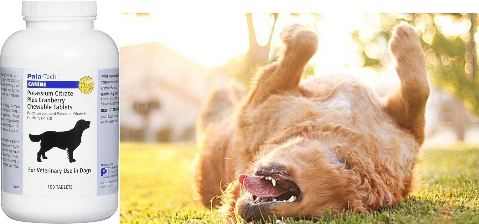 Potassium Citrate Plus Cranberry, 100 Chewable Tablets